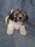 Male teddy bear Puppy for sale #2|Teddy bear puppies for sale in PA can easily run double|Shipping to PA only $150 on Delta and United airlines
